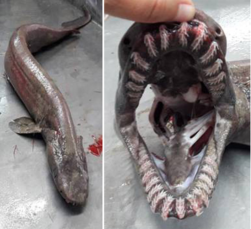 El ejemplar hallado en la costa de El Algarve. Foto: IPMA